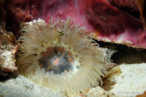 Déployée l'anémone dissimule complétement le Bernard l'Ermite. Déployée l'anémone dissimule complétement le Bernard l'Ermite.
