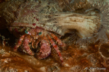 Les Anémones de Mer