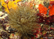 Les tentacules de l'Anémone Rasta sont couverts d'une multitude de boutons verdätres. Les tentacules de l'Anémone Rasta sont couverts d'une multitude de boutons verdätres.