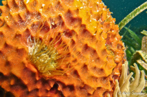 L'Anémone des Herbiers est une petite anémone très urticante. L'Anémone des Herbiers est une petite anémone très urticante.