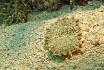 Cette anémone Tapis a étalé ses tentacules sur le sable.