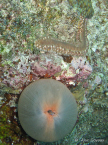 Le Ver de Feu attaque à l'Anémone qui se rétracte complétement. Le Ver de Feu attaque à l'Anémone qui se rétracte complétement.