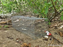 Piège cage utilisé pour la capture de la Mangouste Indienne en Guadeloupe.