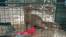 Une mangouste Indienne prise au piège.