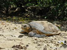 Aprés avoir pondu, la tortue Imbriquée regagne la mer.