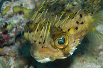 Le Petit Diodon (Diodon holocanthus) posséde des épines rabattues vers l'arrière. Le Petit Diodon (Diodon holocanthus) posséde des épines rabattues vers l'arrière.