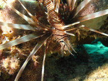 La Rascasse Volante : Pterois volitans 