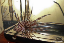 La Rascasse Volante : Pterois volitans  La Rascasse Volante : Pterois volitans