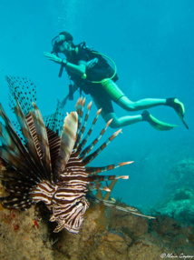 La Rascasse Volante : Pterois volitans 