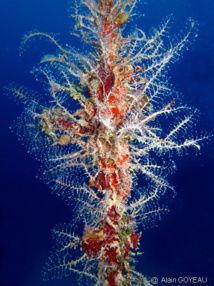 L'Hydraire des Amarres comme sont nom l'indique vit fixé sur de vieux cordages. L'Hydraire des Amarres comme sont nom l'indique vit fixé sur de vieux cordages.