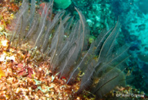 La colonie de l'Hydraire Gymnangium longicauda à l'aspect de plume. La colonie de l'Hydraire Gymnangium longicauda à l'aspect de plume.