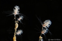 La délicatesse du polype de Pennaria disticha. La délicatesse du polype de Pennaria disticha.