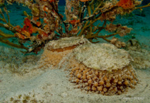Umbraculum unbraculum est une limace trés discrète malgré sa grande taille de 20 cm.