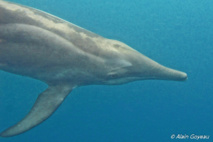 Le Dauphin Sténo posséde un long bec. Plongée Guadeloupe.