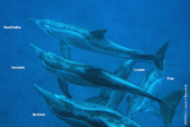 Un groupe de dauphin Steno sédentaires, habitués de Port Louis Guadeloupe.