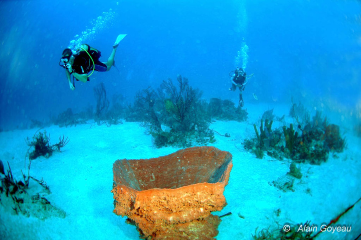 Le Tombant d'Antigues (40 à 55 m), tout est grand, les éponges, les gorgones, les poissons ... Le Tombant d'Antigues (40 à 55 m), tout est grand, les éponges, les gorgones, les poissons ...