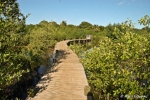 Le sentier aménagé du Marais de Port-Louis vous permet de découvrir les richesses du milieu naturel de la mangrove.
