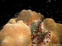 La reproduction des coraux