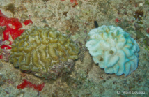Colonies de coraux Meandrina meandrites, celle de droite a perdu ces Zooxanthelles laissant apparaitre son squelette calcaire.