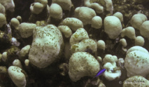 Des algues apparaissent sur les colonies de Montastrea annularis, signe que la colonie est en train de mourir.