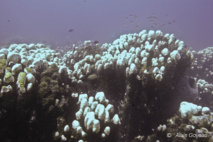 Octobre 2005, phénomène de blanchissemnt des coraux de grande ampleur en Guadeloupe.