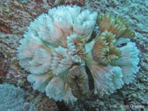 Colonie de corail Eusmilia fastigata en train de mourir.