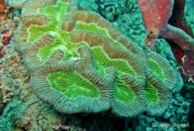 Ce sont les algues symbiotiques, Zooxanthelles, qui donne sa coloration à ce corail à méandres.