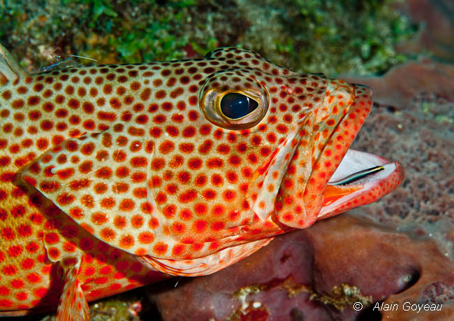 Les stages de formation en biologie subaquatique en Guadeloupe.