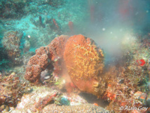 Reproduction sexuée d'une éponge Agela dispar. Reproduction sexuée d'une éponge Agela dispar.