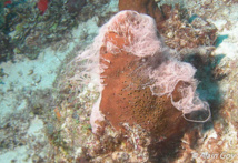 Les éponges femelles émettent des chapelets d'oeufs. Les éponges femelles émettent des chapelets d'oeufs.