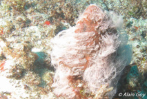 La ponte accrochée à l'éponge ressemble à une toile d'araignée. La ponte accrochée à l'éponge ressemble à une toile d'araignée.