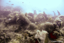 Le récif beigne maintenant dans la brouillard. Le récif beigne maintenant dans la brouillard.