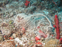 Les oeufs fécondés resterons accroché à l'éponge jusqu'à l'éclosion de la larve cillié. Les oeufs fécondés resterons accroché à l'éponge jusqu'à l'éclosion de la larve cillié.