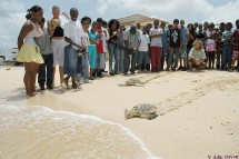 Soignées au centre de soin, les tortues regagnent la mer. Soignées au centre de soin, les tortues regagnent la mer.