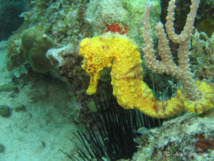 Environ 150 hippocampes nés à l’aquarium de la Guadeloupe ont découvert leur élément naturel.
