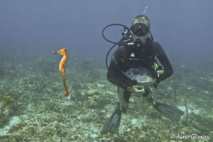 Environ 150 hippocampes nés à l’aquarium de la Guadeloupe ont découvert leur élément naturel.