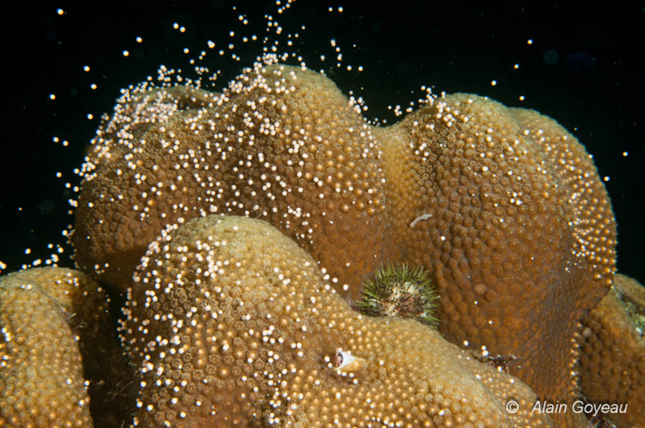 Les gamètes du corail Montastraea annularis sont parfaitement visible à l'oeil nu. Les gamètes du corail Montastraea annularis sont parfaitement visible à l'oeil nu.