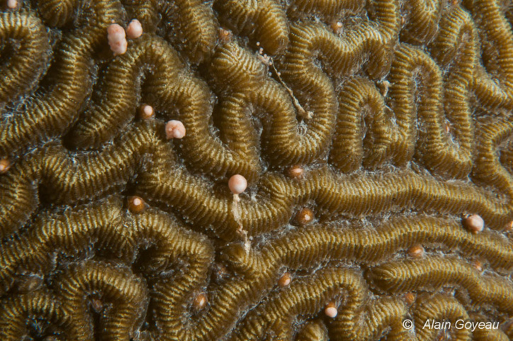 Reproduction en Guadeloupe du corail cerveau - Diploria strigosa. Reproduction en Guadeloupe du corail cerveau - Diploria strigosa.