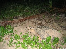 Une nuit avec la patrouille du réseau tortues marines. Une nuit avec la patrouille du réseau tortues marines.