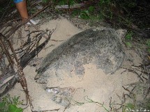 Une nuit avec la patrouille du réseau tortues marines. Une nuit avec la patrouille du réseau tortues marines.