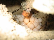 Une nuit avec la patrouille du réseau tortues marines. Une nuit avec la patrouille du réseau tortues marines.