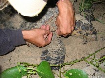 Une nuit avec la patrouille du réseau tortues marines. Une nuit avec la patrouille du réseau tortues marines.