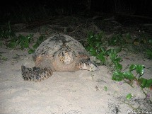 Une nuit avec la patrouille du réseau tortues marines. Une nuit avec la patrouille du réseau tortues marines.