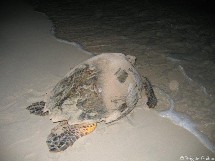 Une nuit avec la patrouille du réseau tortues marines. Une nuit avec la patrouille du réseau tortues marines.