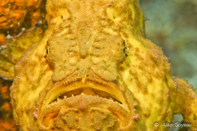 Les poissons étranges du récif.