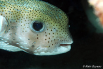 Grand Diodon (Diodon hystrix) posséde un bec puissant. Grand Diodon (Diodon hystrix) posséde un bec puissant.