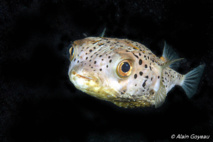 Les poissons étranges du récif.