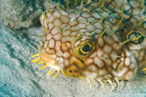 Le Diodon Araignée (Cychlichthys antillarum) a le corps recouvert d'un réseau en toile d'araignée.