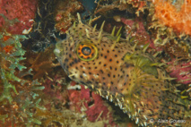 Diodon à Antennes (Chilomycterus antennatus), il posséde des épines souples sur le dessus de la tête comme des antennes.