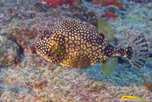 Les poissons étranges du récif.